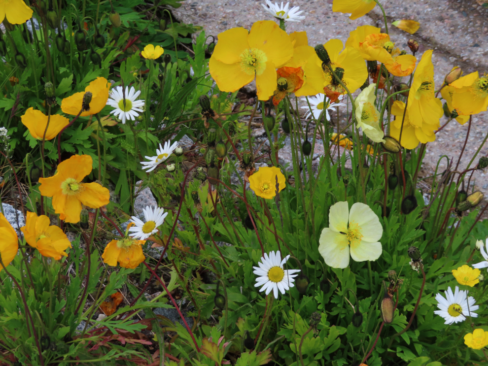 Wildflowers at Qaqortoq, Greenland.