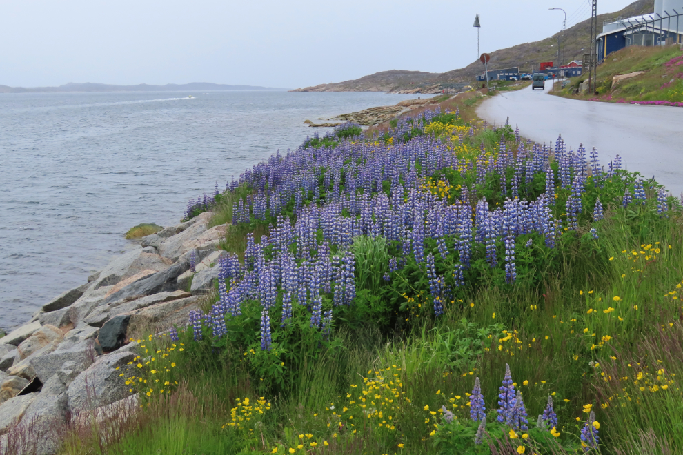 Wildflowers at Qaqortoq, Greenland.