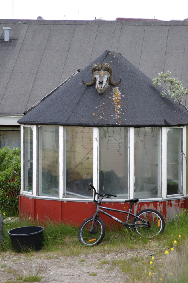 A musk ox skull on a gazebo at Qaqortoq, Greenland.