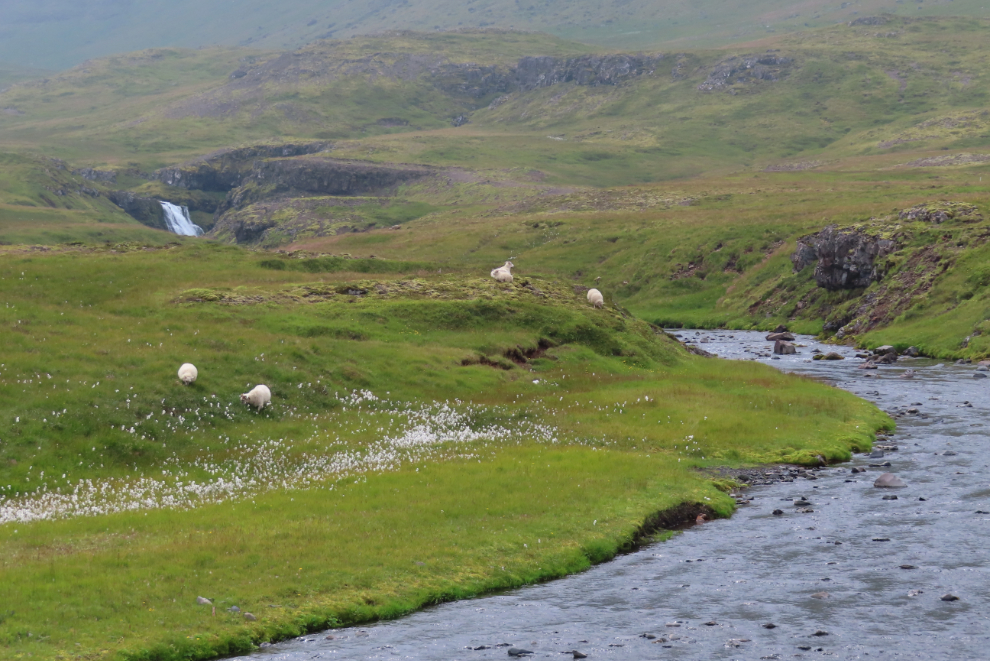 Sheep grazing near the waterfall Kirkjufellsfoss at Grundarfjordur, Iceland.