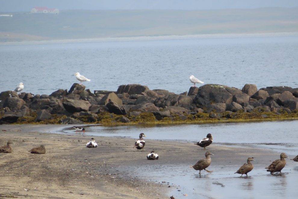 Birds on the beach below Kirkjufell at Grundarfjordur, Iceland.
