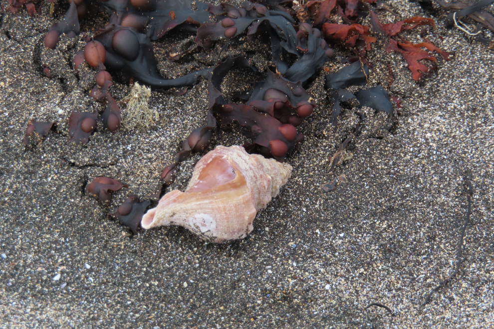 Seashell and seaweed on the beach below Kirkjufell at Grundarfjordur, Iceland.