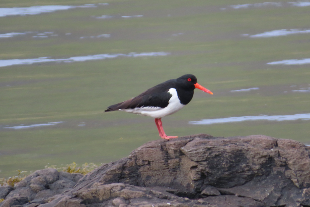 An oystercatcher on a beach near Grundarfjordur, Iceland.