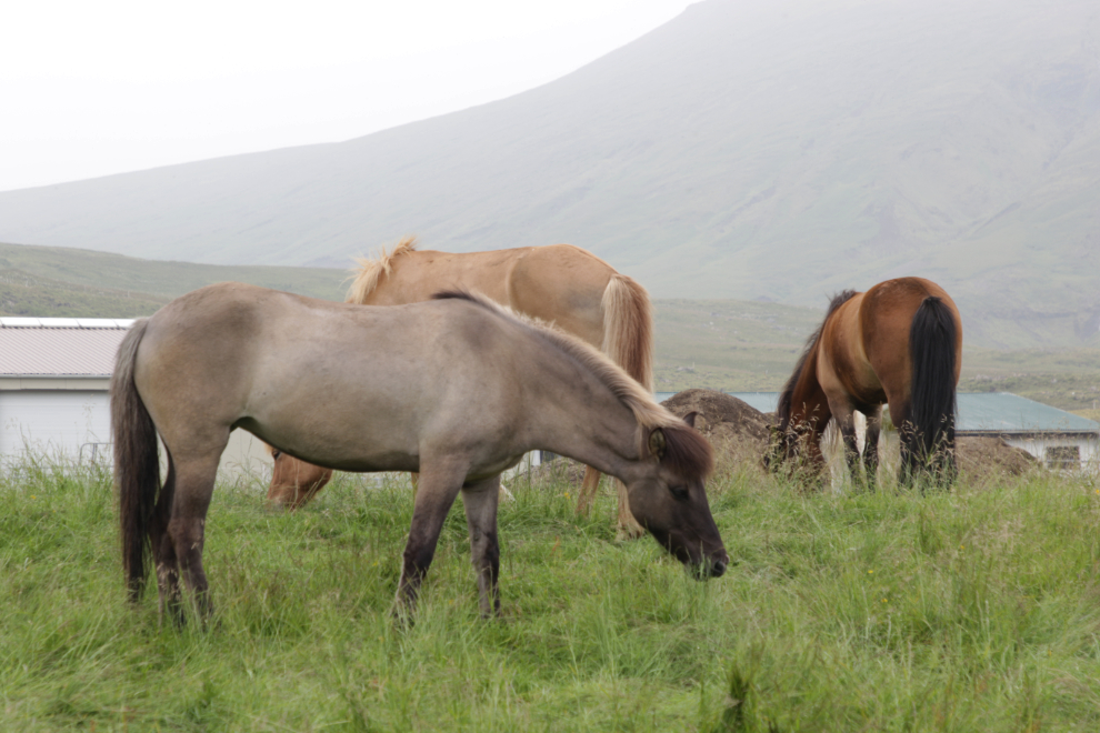 Icelandic horses at Grundarfjordur, Iceland.
