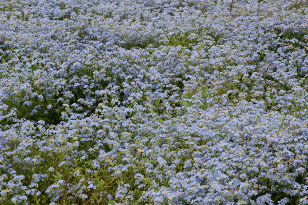 A thick field of forget-me-not flowers at Grundarfjordur, Iceland.