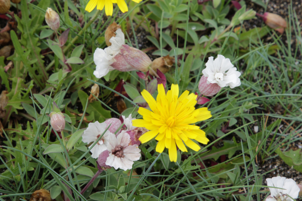 Wildflowers at Grundarfjordur, Iceland.