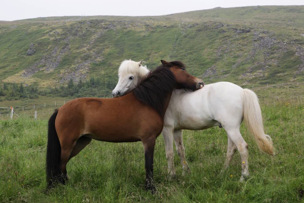 Icelandic horses near Grundarfjordur, Iceland.