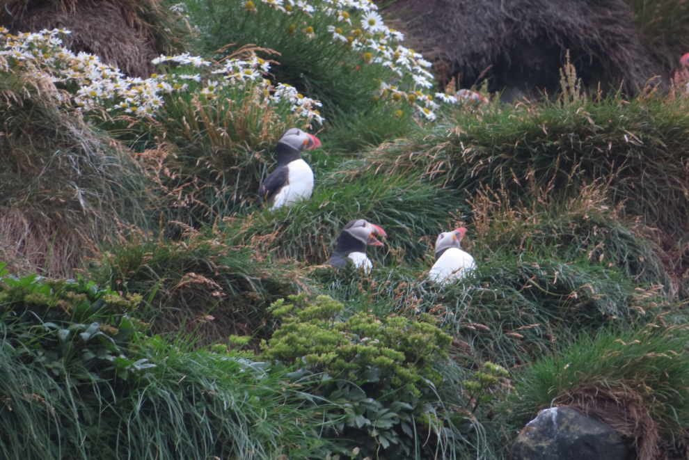 Puffins at Reynisfjara, Iceland.