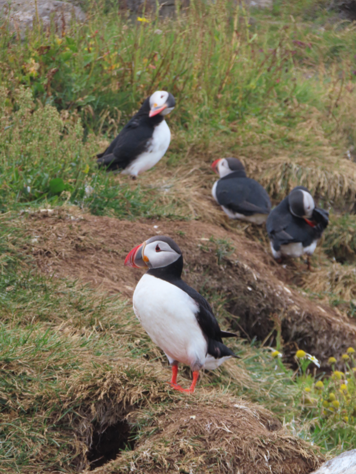 Puffins at Dyrholaey on Iceland's South Coast. 