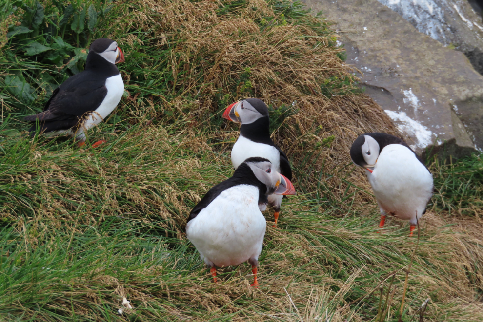 Puffins at Dyrholaey on Iceland's South Coast. 