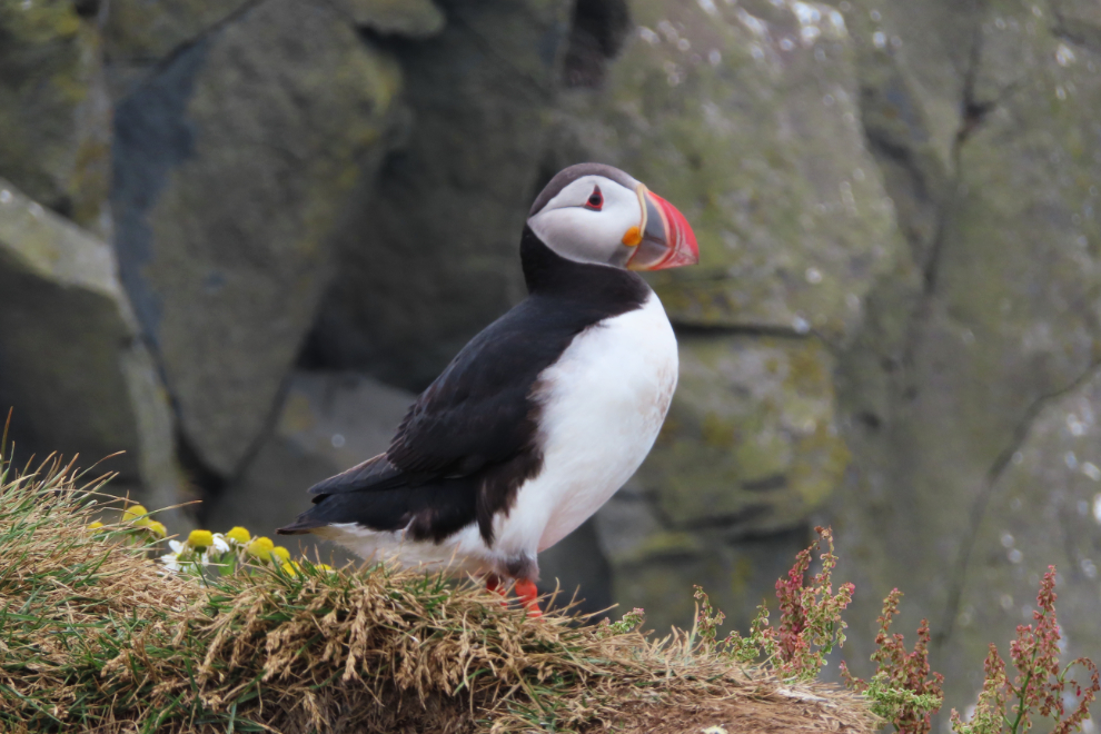 A puffin at Dyrholaey on Iceland's South Coast. 