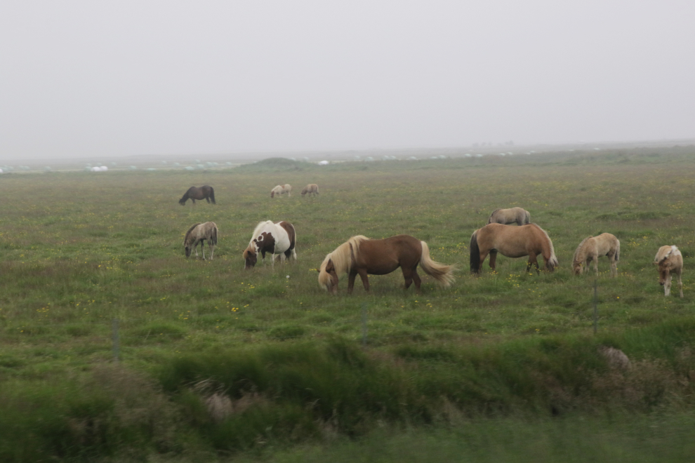 A very large Icelandic horse breeding farm along Route 1.