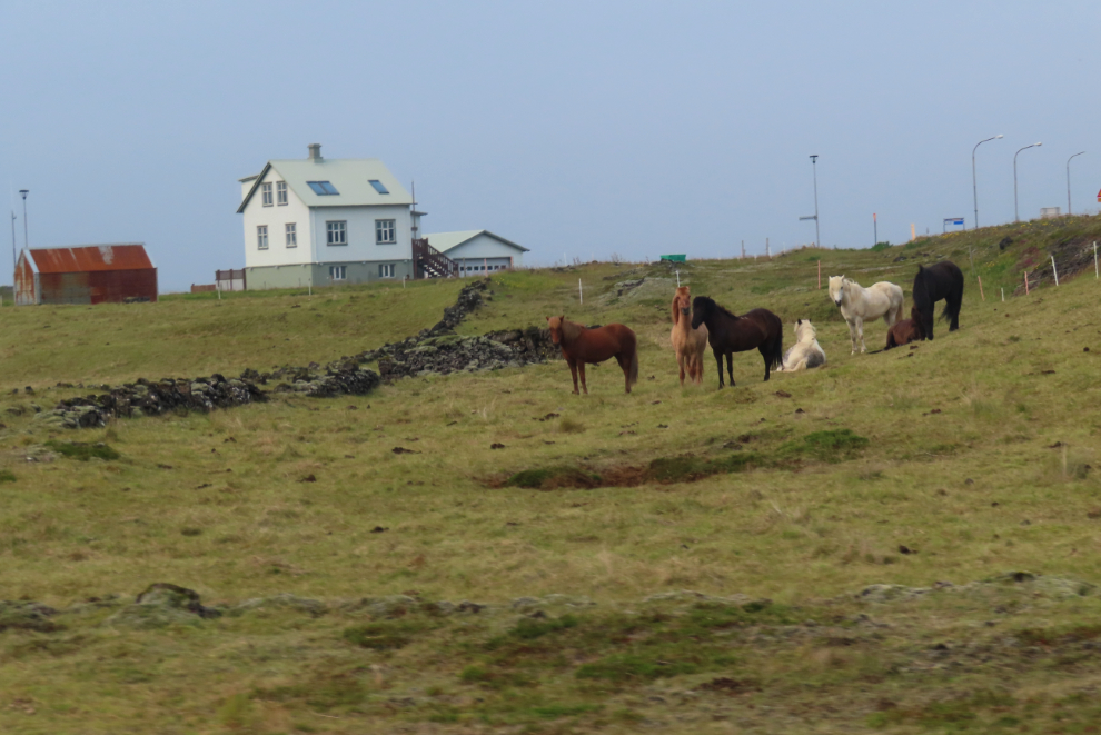 A farm with Icelandic horses on the Reykjanes Peninsula, Iceland.
