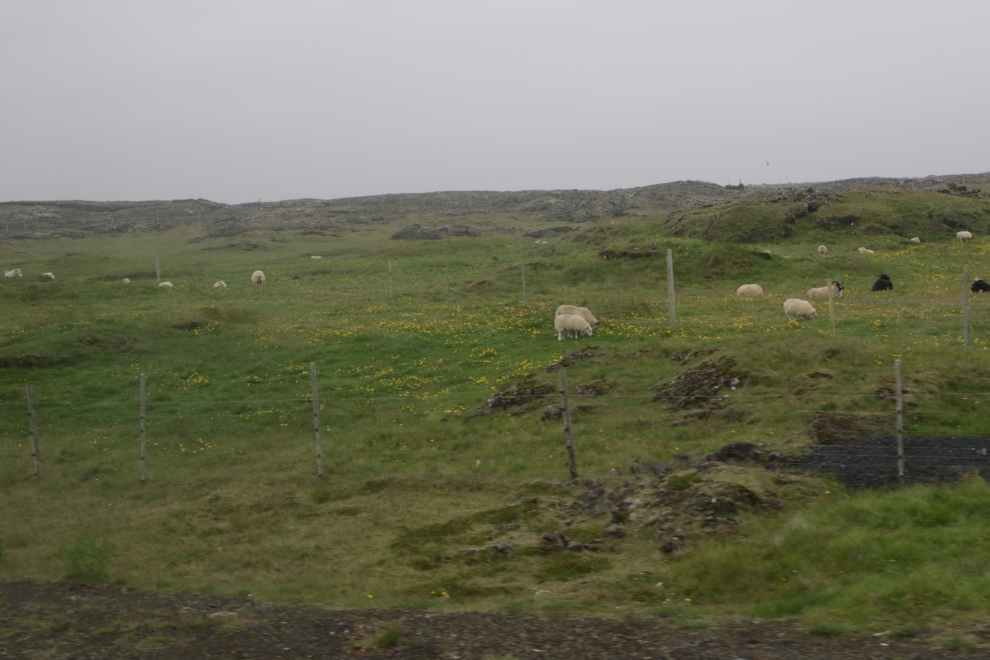 A sheep farm between lava field on on Iceland Route 425, the Nesvegur.