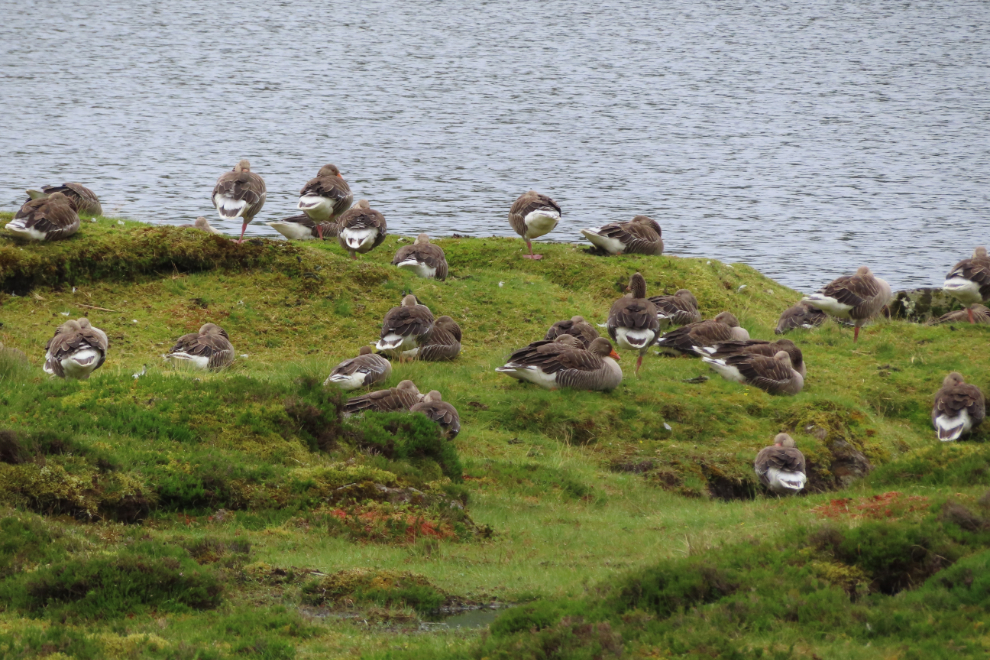 Greylag geese at the lake Toftavatn at Runavik, Faroe Islands.