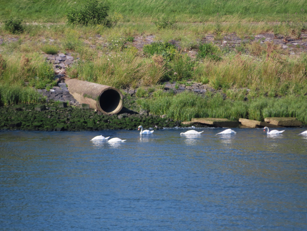 Swans on the Maas between Rotterdam and the sea.