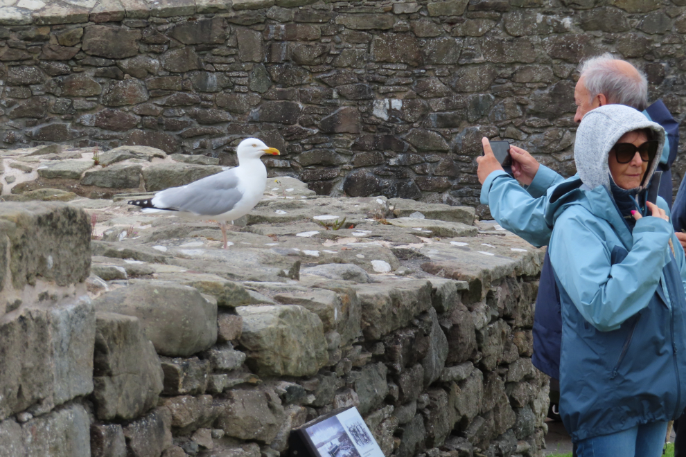 A man photographing a seagull at Fort Charlotte at Lerwick, Shetland.