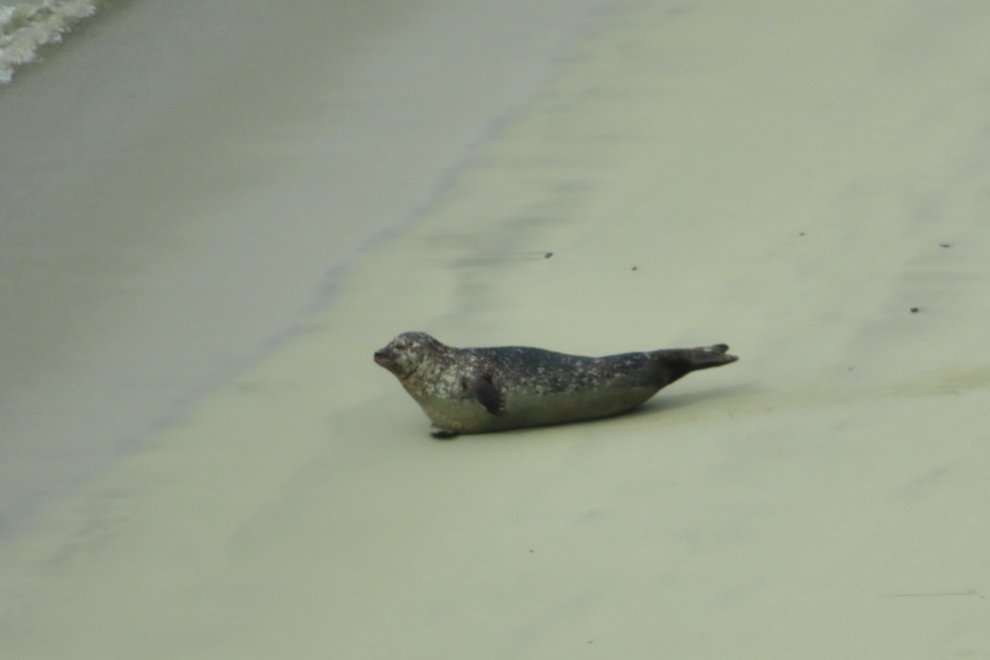 A harbour seal at Rerwick Beach, Shetland.