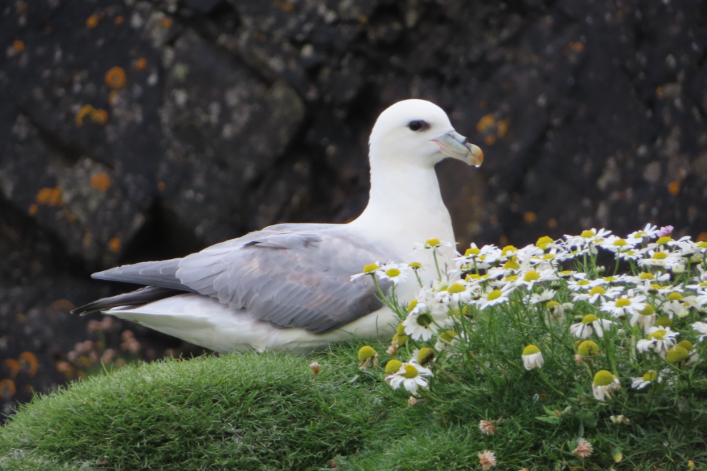 A Northern Fulmar
(Fulmarus glacialis) at Sumburgh Head Lighthouse, Shetland.