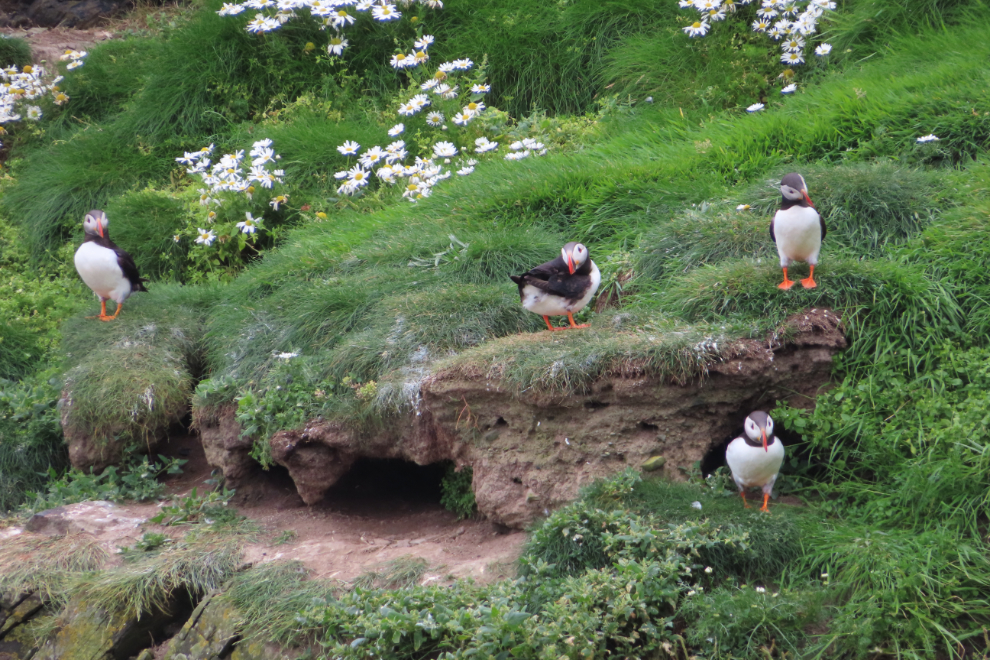 Atlantic puffins (Fratercula arctica) at Sumburgh Head Lighthouse, Shetland.