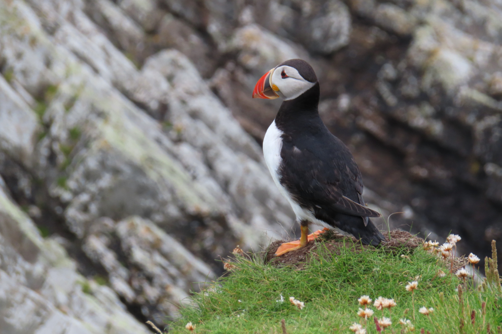 An Atlantic puffin (Fratercula arctica) at Sumburgh Head Lighthouse, Shetland.