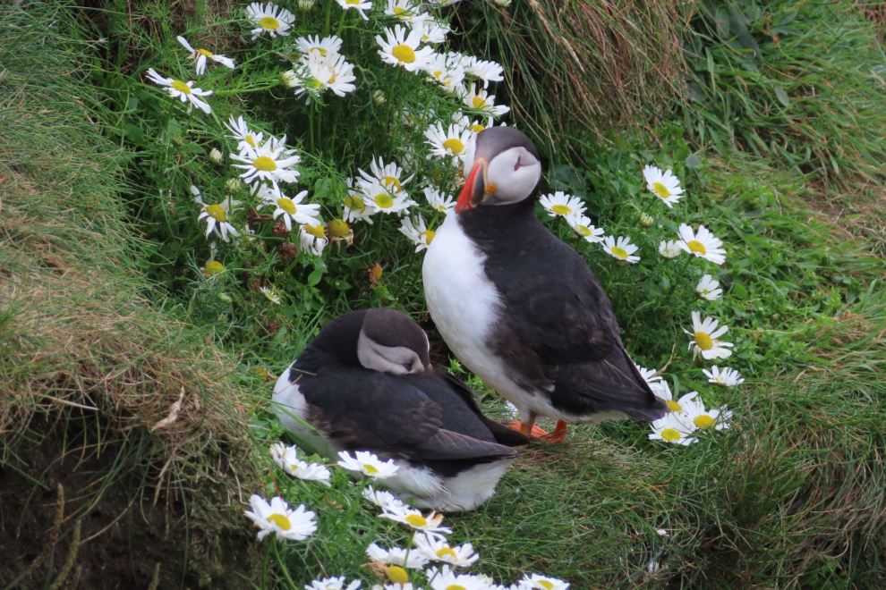 Atlantic puffins (Fratercula arctica) at Sumburgh Head Lighthouse, Shetland.