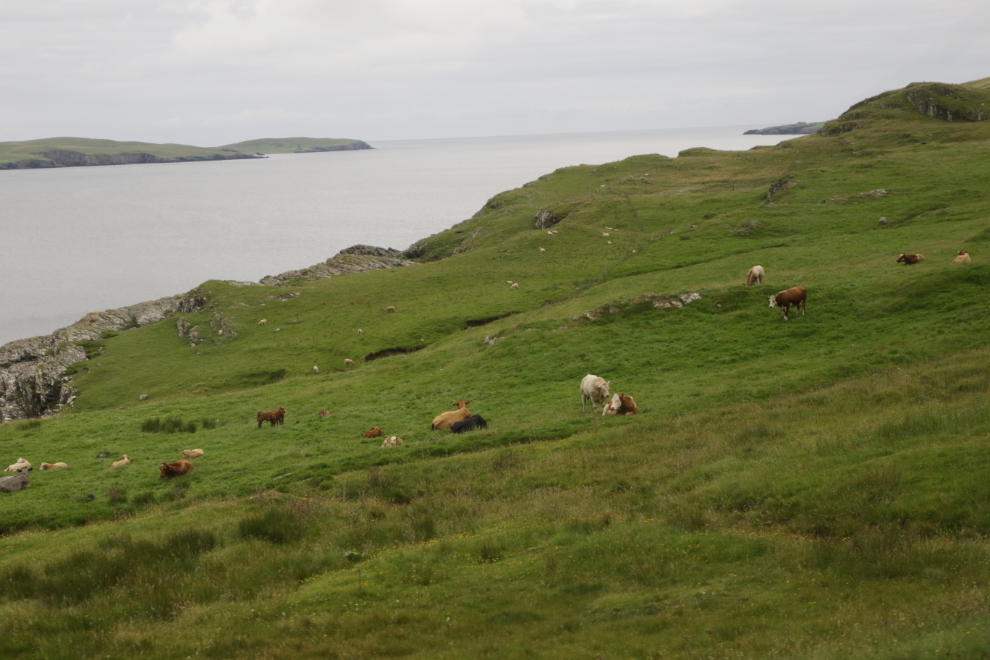 Cows grazing on a coastal slope in Shetland.