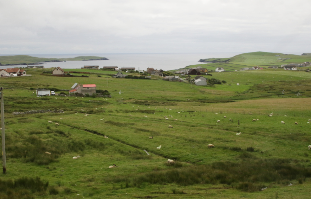 A coastal scene with a sheep farm, on a road trip in southern Shetland.