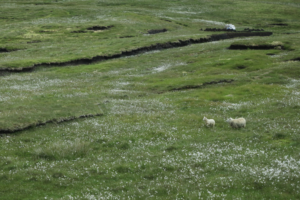 Sheep on peatland in Shetland.
