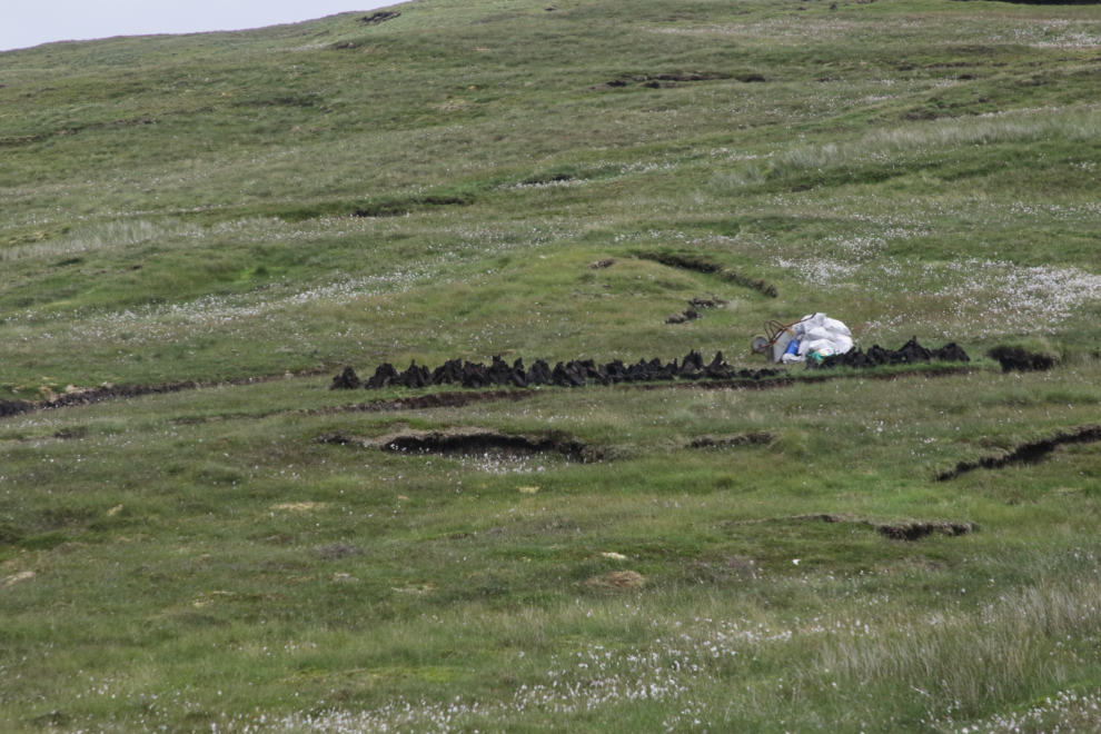 A peat bank being cut and the peat bagged in Shetland.