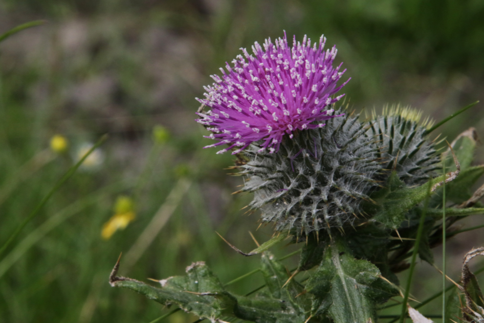 A particularly fine Scotch thistle in Shetland.