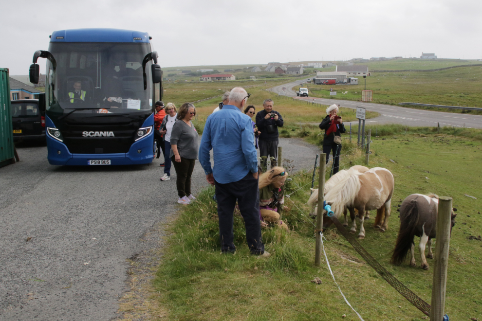 My wife finally gets to meet Shetland ponies in Shetland!