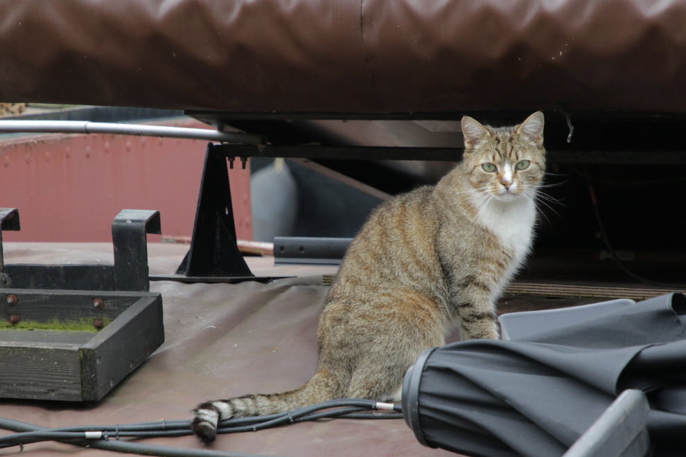 A cat on a boat at Gouda, South Holland, the Netherlands.
