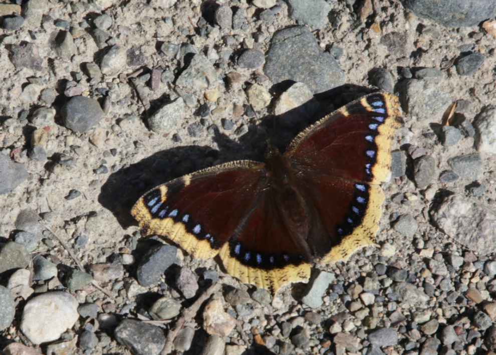  A Mourning cloak butterfly (Nymphalis antiopa) at Whitehorse, Yukon. 