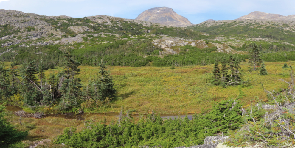 Hiking up Summit Creek on the South Klondike Highway - a brushy valley.