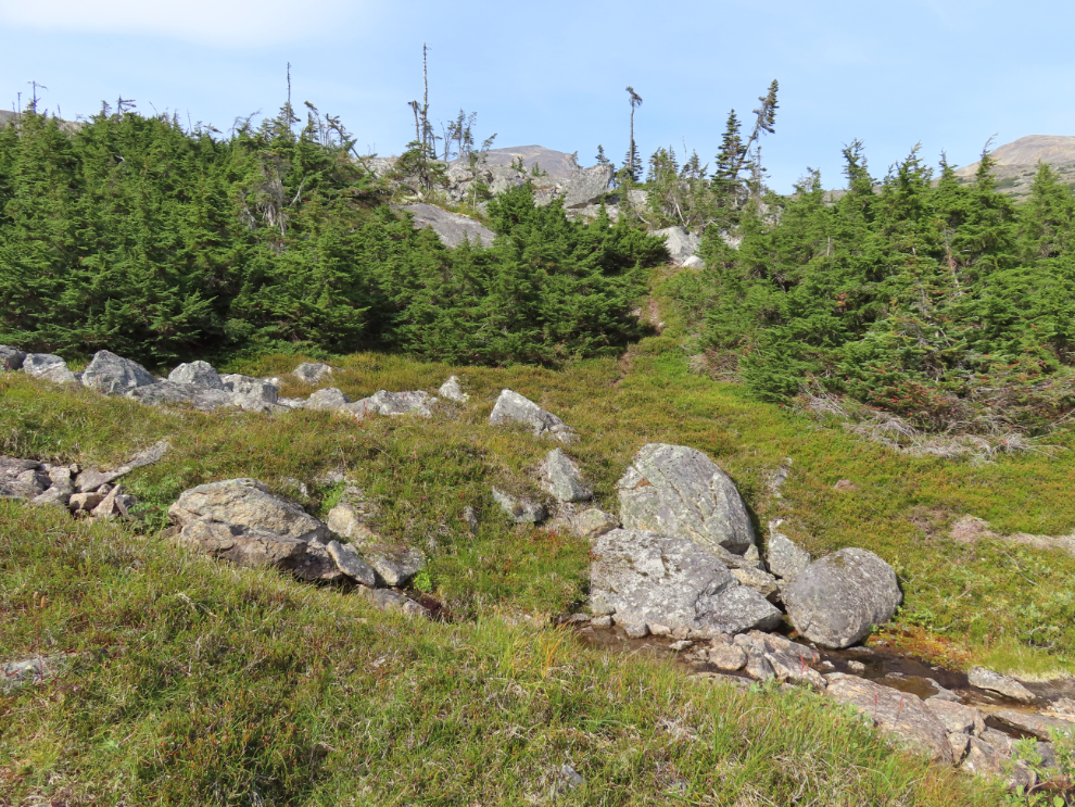 Hiking up Summit Creek on the South Klondike Highway - a very faint trail.