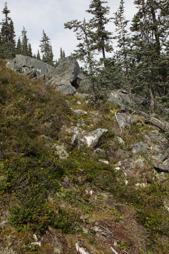A steep climb on the hike up Summit Creek on the South Klondike Highway.
