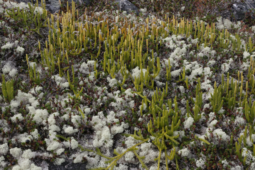 Some very healthy Stag's horn clubmoss (Lycopodium clavatum) in a bed of Cladoniaceae (reindeer moss, I think).