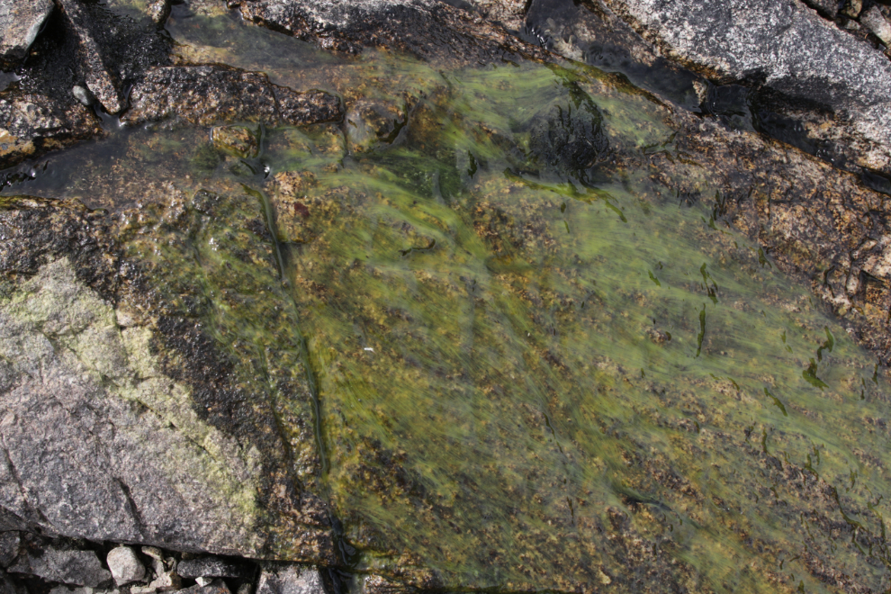 A trickle of water in the White Pass, north of Skagway, Alaska.