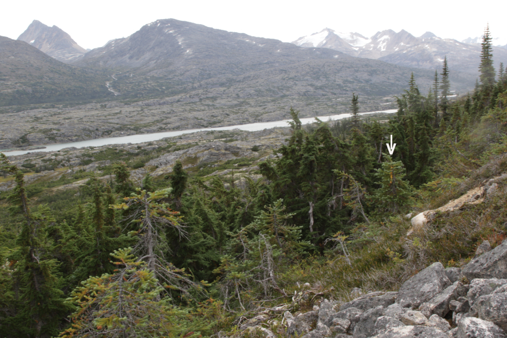 The only hiking route marker along Summit Creek on the South Klondike Highway.