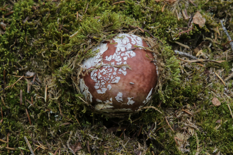 The Picture This app I use is very cautious about identifying mushrooms, but does say that this very attractive one is in the Boletaceae family.
