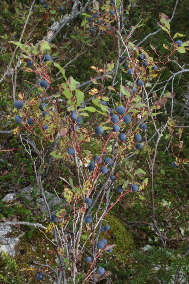 A heavy crop of blueberries along Summit Creek on the South Klondike Highway.