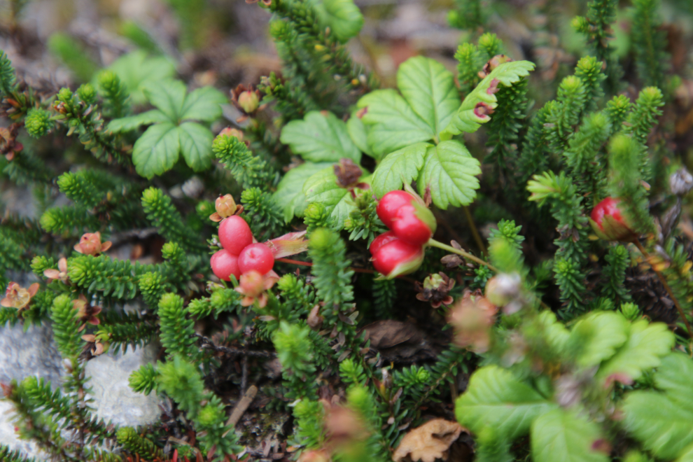 This appears to be Cloudberry (Rubus chamaemorus), along Summit Creek on the South Klondike Highway.