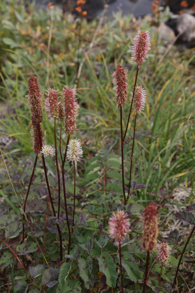 Canadian burnet (Sanguisorba canadensis), along Summit Creek on the South Klondike Highway.