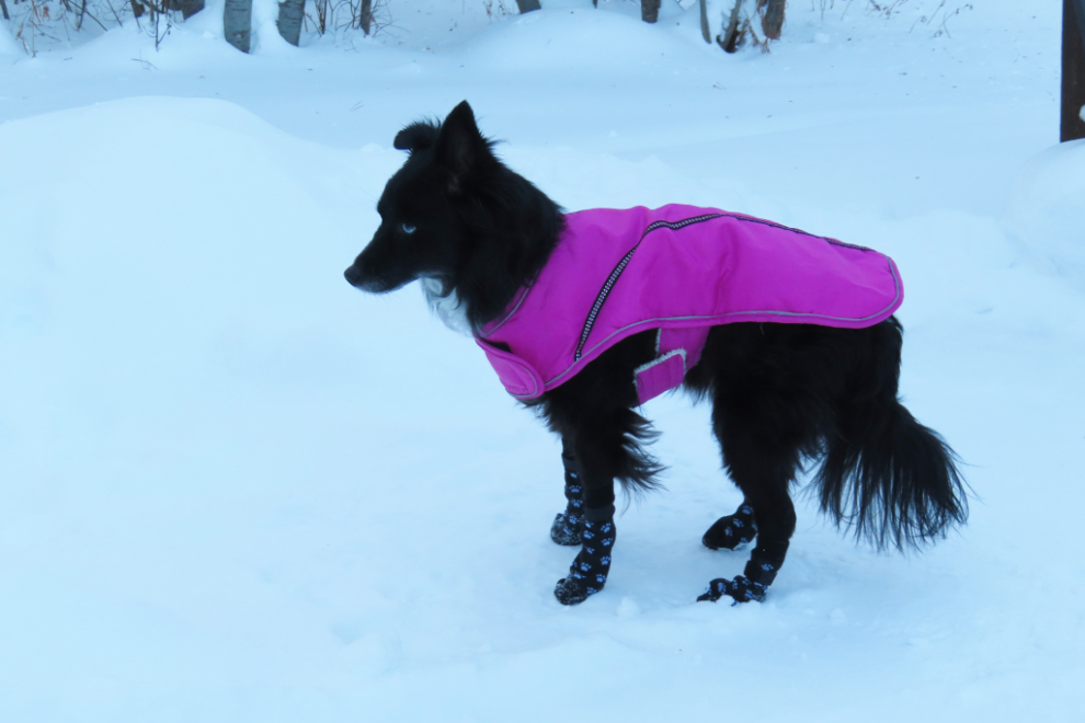 My little dog Tucker with a jacket and socks for a short walk at -36C.