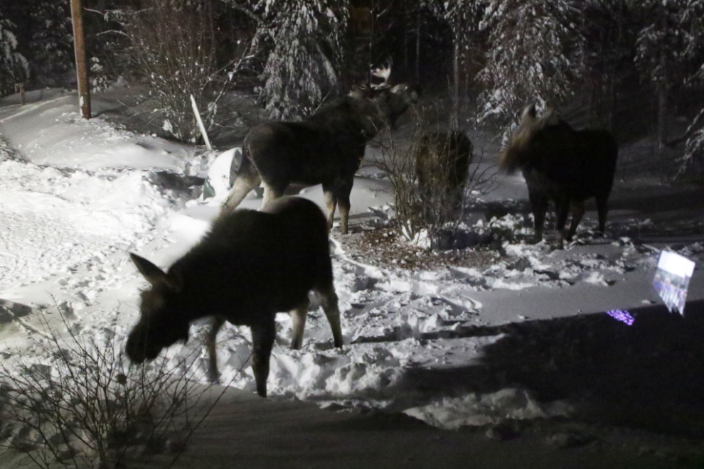 Four moose in front of our living room window.
