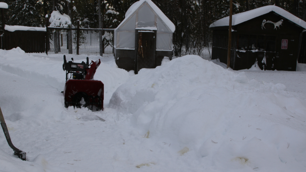 Cutting paths for the dogs with a snow blower.