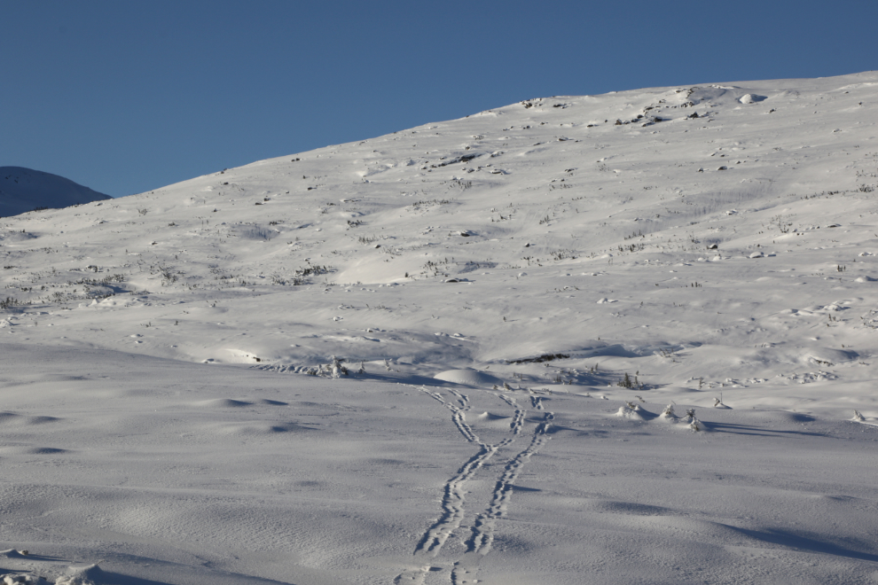 A single set of ski tracks across a slope in the White Pass.