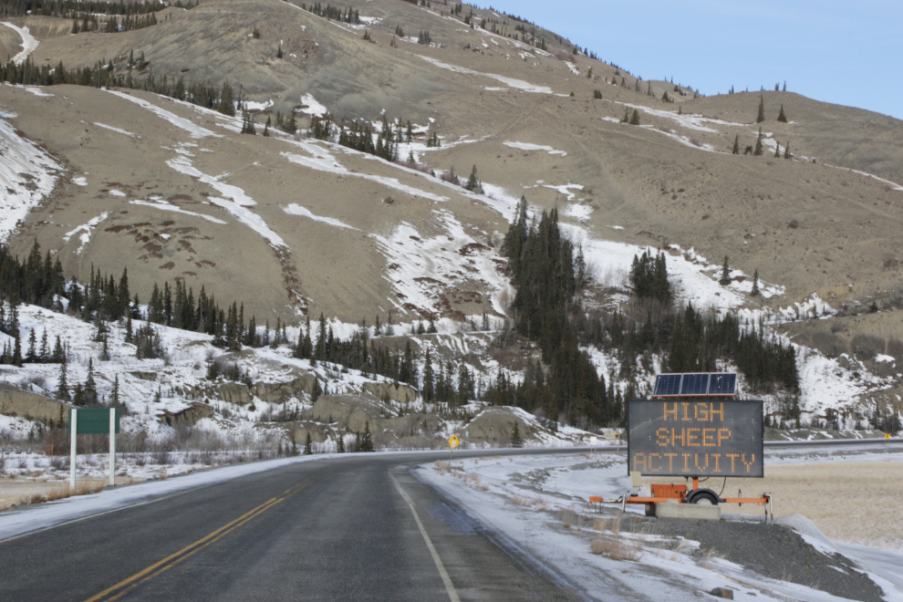 'HIGH SHEEP ACTIVITY' sign at Sheep Mountain on the Alaska Highway in February