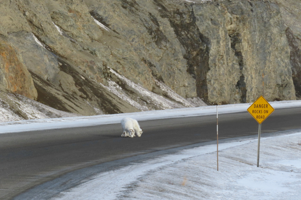 Thinhorn sheep on the Alaska Highway at Sheep Mountain in February